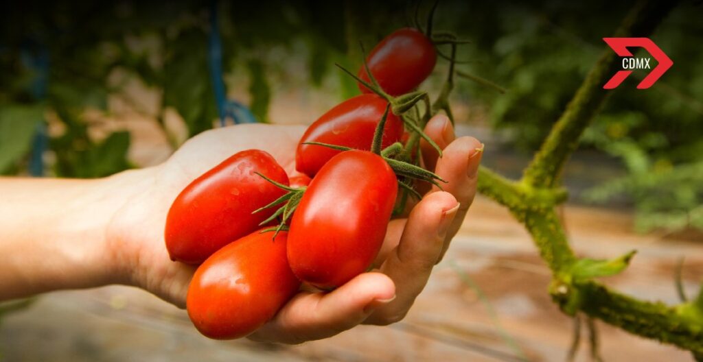 Arancel al jitomate: Impacto al segundo producto agroalimentario más exportado de México